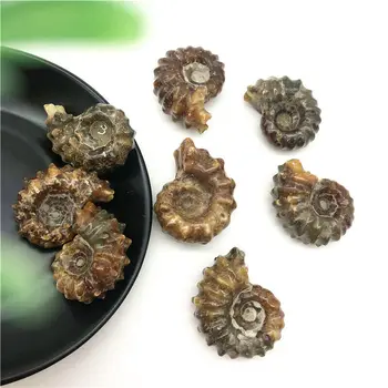 1PC Gamtos Ammonite Iškastinio Myli Kristalų Mėginių Gydomųjų Akmenų Dekoro Madagaskaras Natūralių Akmenų ir Mineralų