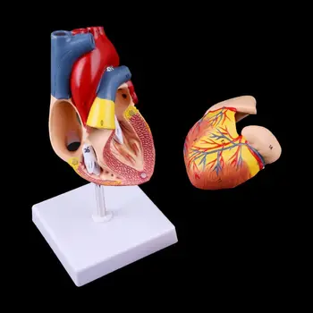 2021 Naujas Išardyta Anatomines Žmogaus Širdies Modelis, naudojamas Anatomija Medicinos Mokymo Priemonė su numerio ženklas