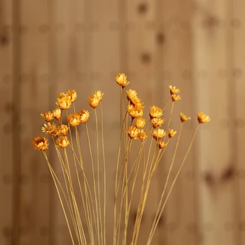 60 kyla Denisfen Star Chrizantemų Dekoratyvinis Džiovintos Gėlės Natūralių Augalų Mažųjų Saulutė 
