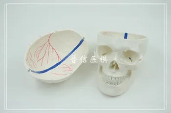 Nemokamas pristatymas ir 1:1 natūralaus dydžio suaugusiųjų kaukolė su kraujagyslių, širdies ir kraujagyslių anatomija kaukolės modelis,naudojamas medicinos, meno tapybos.