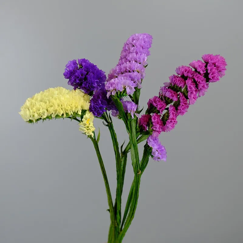 Amžinas Gėlių 1Bunch Nekilnojamojo Natūralių Augalų Myosotis Silvatica Apdailos Žolės Džiovintų Gėlių Vestuvės 