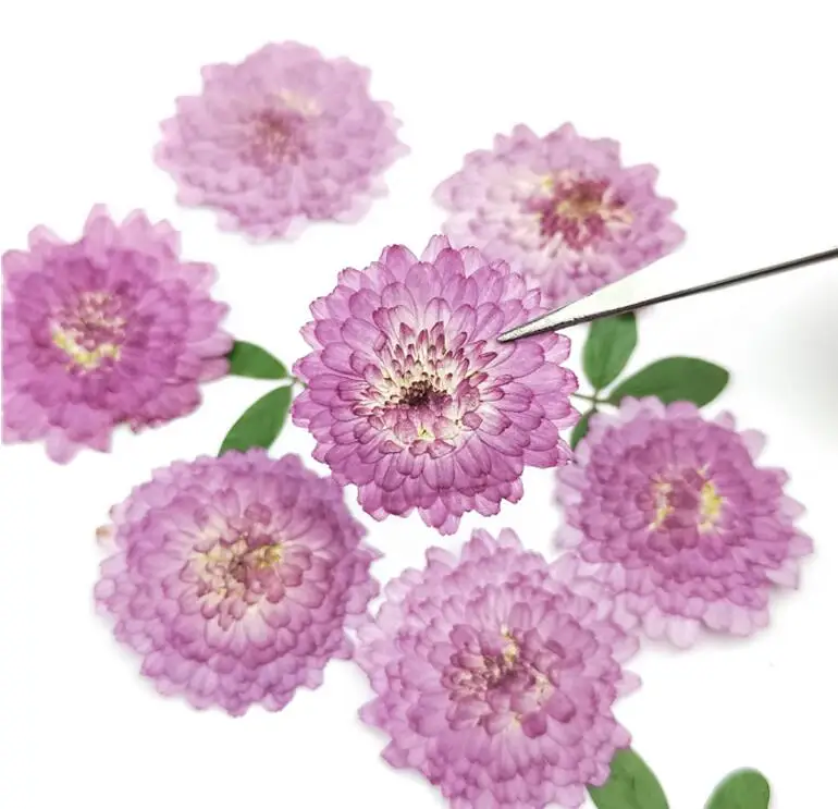 60pcs Presuotų Džiovintų 1.5-3cm Violetinė Daisy Gėlių, Augalų Herbariumas Papuošalai Atvirukas Kvietimas, Kortelė, Telefono dėklas Žymą 