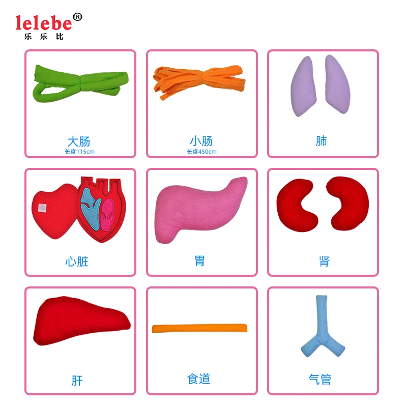 Lelebe Intelektinės Plėtros Žaislai didmeninė gamintojas pliušinis žmogaus organų Ikimokyklinio ugdymo aids