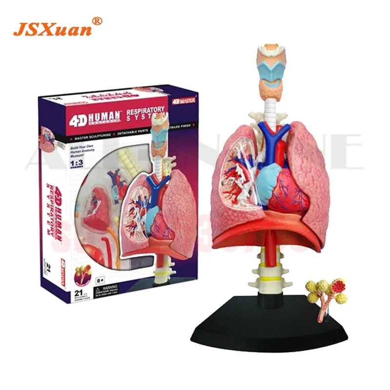 JSXuan 4D Meistras Kvėpavimo Sistemos 1:3 odontologia Žmogaus traumų Anatomija anatominių žmogaus kaukolė modelis