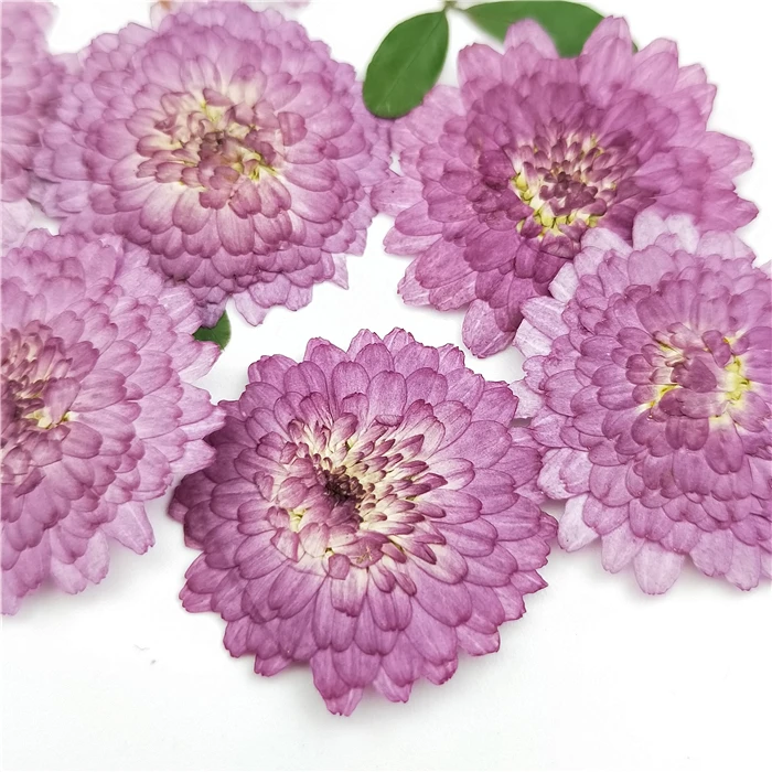 100vnt,Natūralių Presuotų violetinė Daisy Gėlės,Nekilnojamojo gėlių 