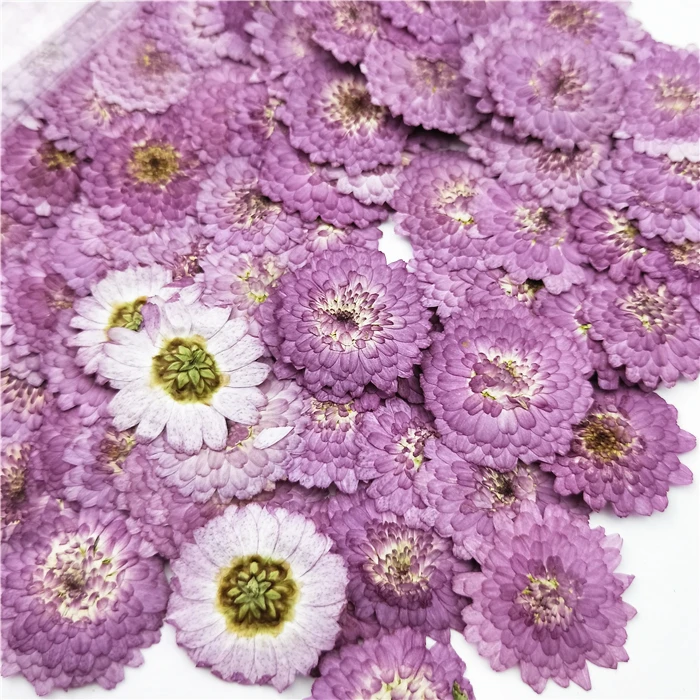 100vnt,Natūralių Presuotų violetinė Daisy Gėlės,Nekilnojamojo gėlių 