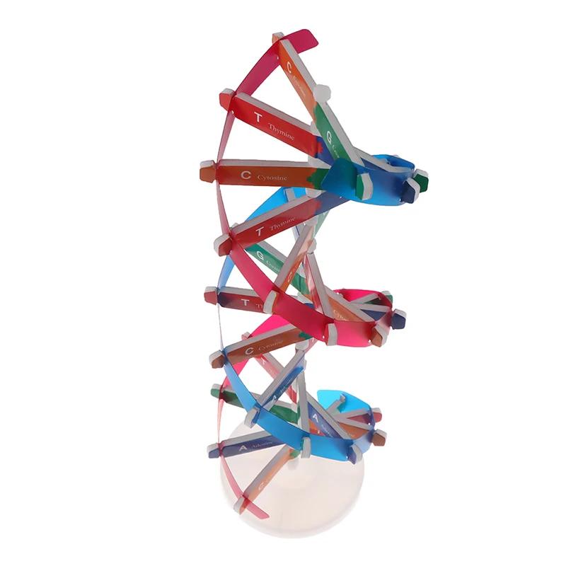 Žmogaus DNR Modeliai Double Helix Mokslo Žaislai Populiarinimas Mokymosi Švietimo Žaislai Vaikams