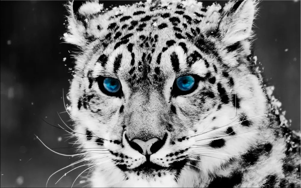 Drobė Spausdinti Modernus Gyvūnų Sniego Leopardai Tapybos Drobė Sienos Meno Dekoratyvinis Nuotrauką Namų Puošybai Gyvenimo Lova 1pc