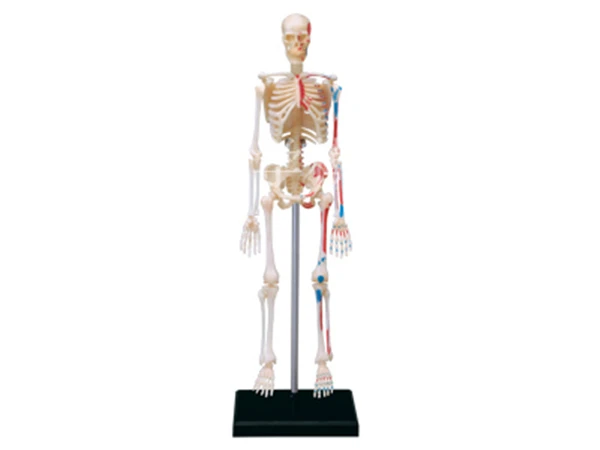 4D meistras Surinkti Blokai Žmogaus Kūno Skeletas, Zombie Anatomija Kaukolės Smegenų Širdies Anatomija Modelis Įspūdį Medicinos Mokslo Žaislai gld3