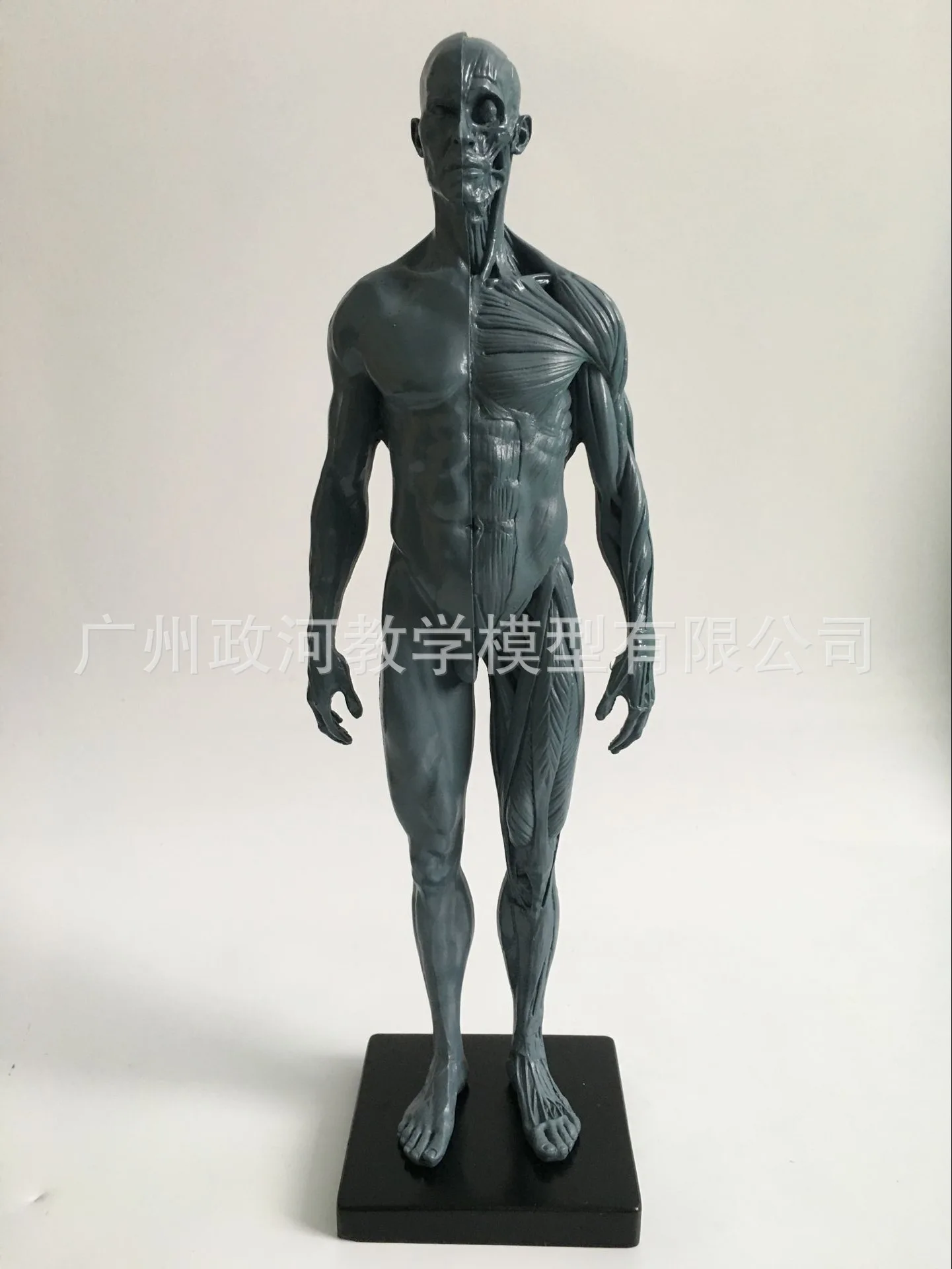 30cm Žmogaus Kaukolės Modelis Kaulų ir raumenų sistemos Anatomija Meno Tapybos, Skulptūros Mokymo Medicinos Nuoroda Modelis