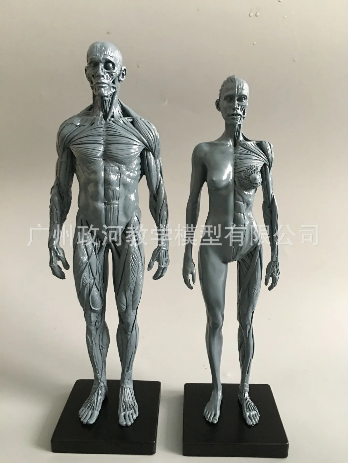 30cm Žmogaus Kaukolės Modelis Kaulų ir raumenų sistemos Anatomija Meno Tapybos, Skulptūros Mokymo Medicinos Nuoroda Modelis