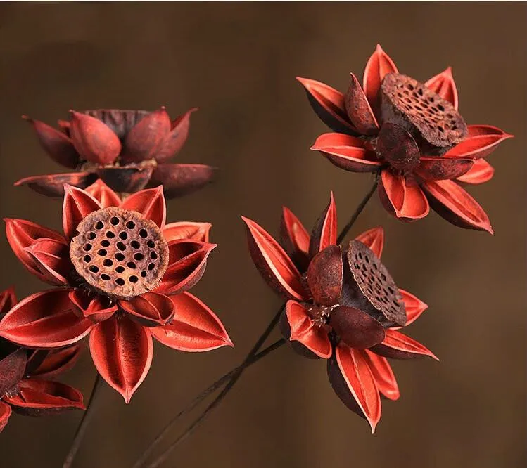 Gamtos Lotus Džiovintų Gėlių 