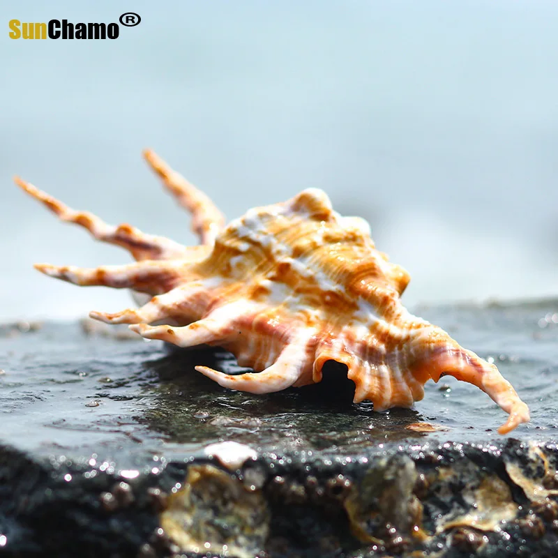 Nauji Gamtinių Myli Shell Žuvų Bakas Kraštovaizdžio Puošmena Viduržemio Jūros Micro Kraštovaizdžio Rekvizitai Dovanėlės Stalo Puošybos Pavyzdžiai